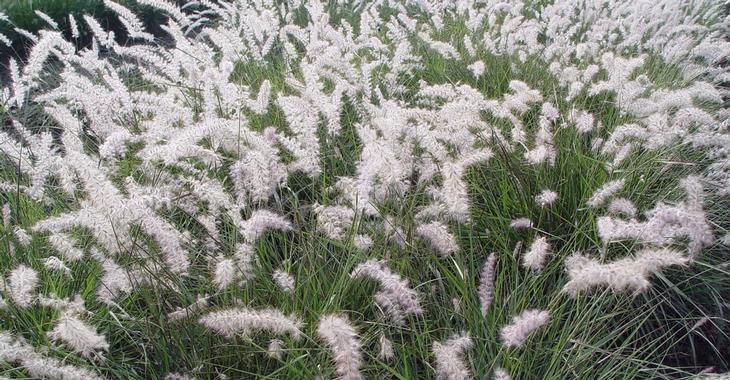 Pennisetum or. JS® 'Small Tails'