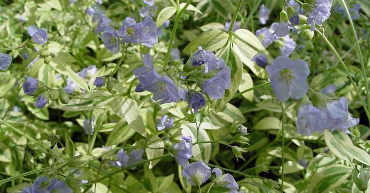 Polemonium reptans 'Stairway to Heaven' PBR