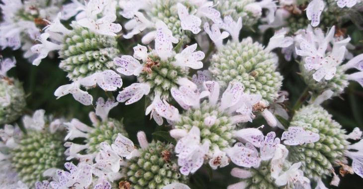 Pycnanthemum pilosum JS® 'Bees' Friend'