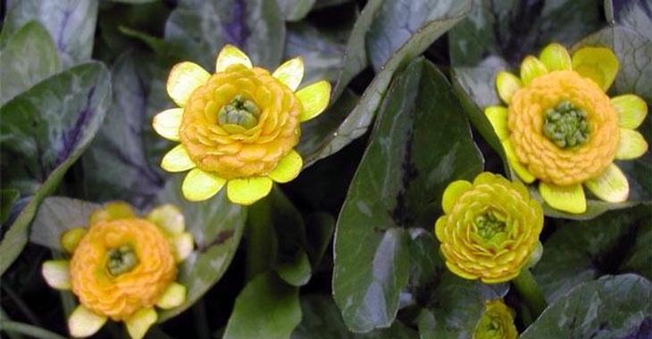 Ranunculus ficaria 'Colarette'