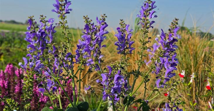Salvia pratensis 'Big Sky'