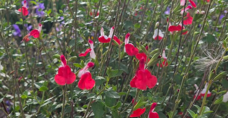 Salvia microphylla 'Hot Lips'