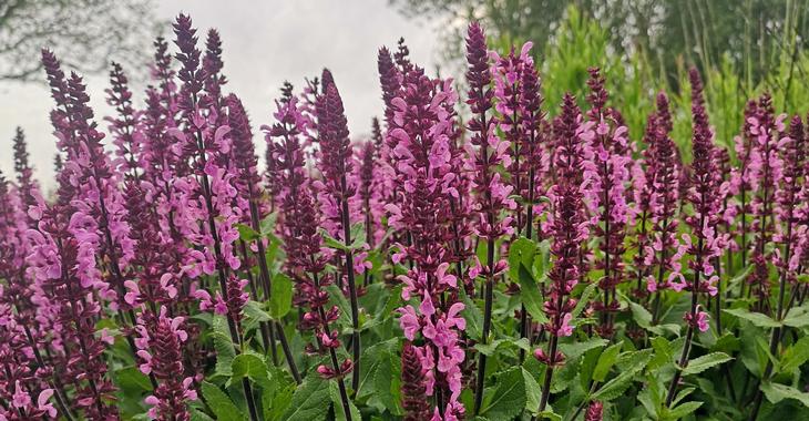 Salvia nemorosa 'Katsjing'PBR