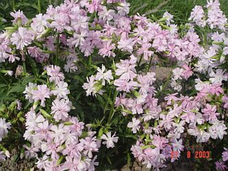 Saponaria officinalis 'Rosea Plena'