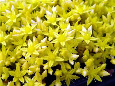 Sesleria heufleriana 'JS Elegant' PBR
