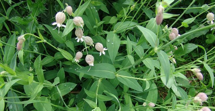 Silene vulgaris