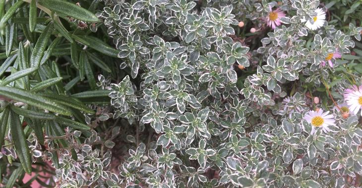 Thymus citriodorus (x) 'Silver Queen'