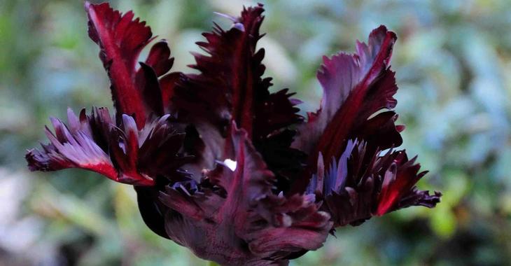 Tulipa 'Black Parrot' LOS