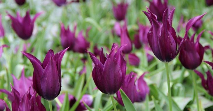 Tulipa 'Burgundy' LOS
