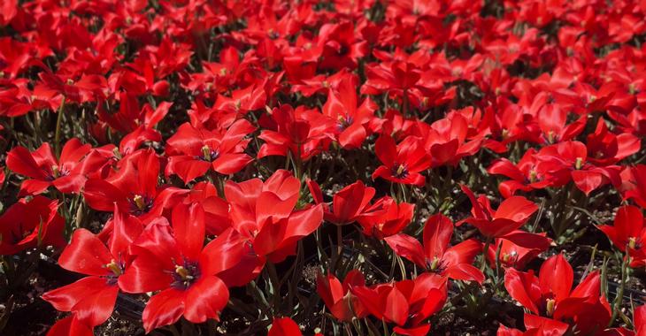 Tulipa linifolia