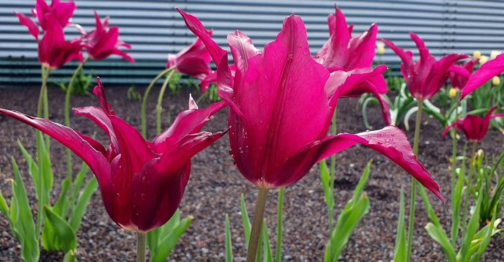Tulipa 'Purple Heart' LOS