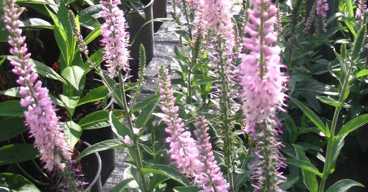Veronica longifolia 'Pink Damask'
