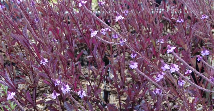 Verbena xbaileyana 'Purple Haze'