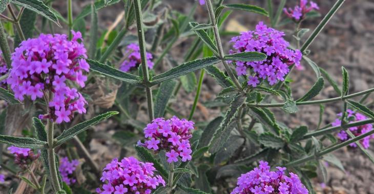 Verbena b. 'Bonnie Blue'