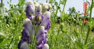 Aconitum cammarum 'Bicolor'