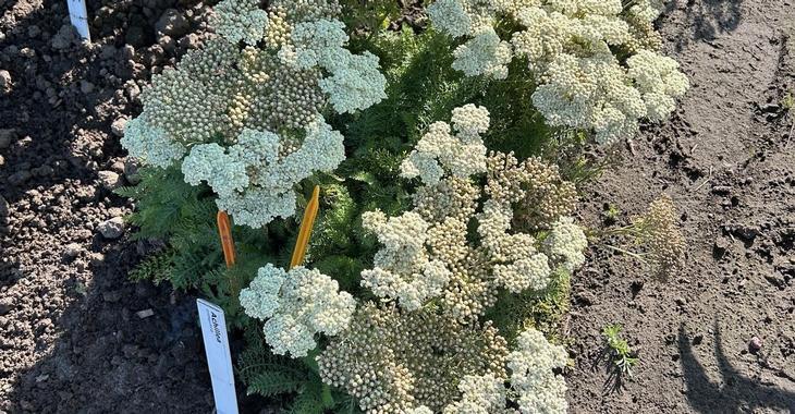 Achillea crithmifolia