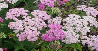 Achillea millefolium 'Pretty Belinda'