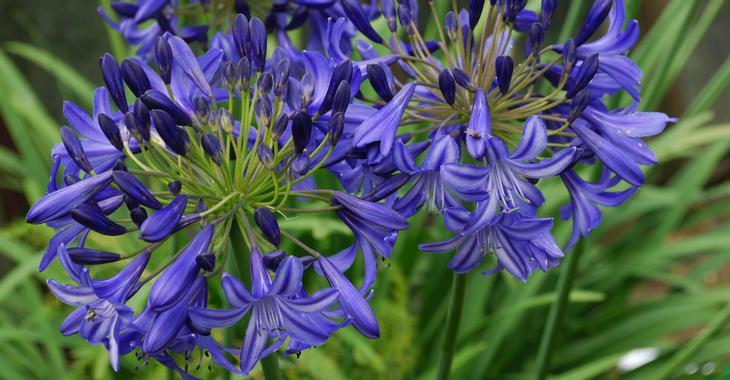 Agapanthus 'Northern Star' PBR (Trumpet-Group)