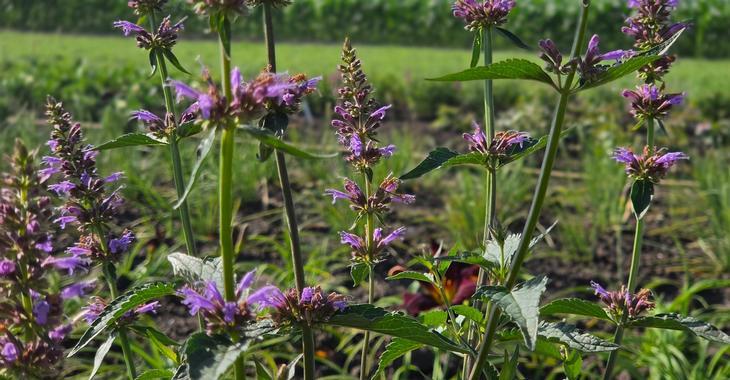 Agastache rugosa 'Spicey'