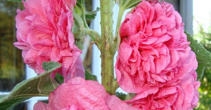 Alcea rosea 'Chater's Double Pink'