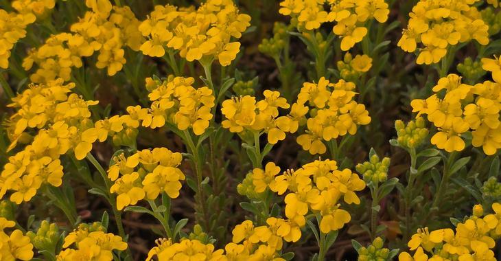 Alyssum wulfenianum 'Golden Spring'