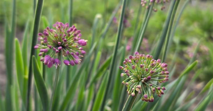 Allium senescens 'Lavender Bubbles' PBR