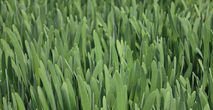 Allium senescens 'Serendipity'