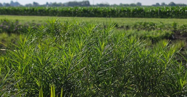 Amsonia 'Halfway to Arkansas'