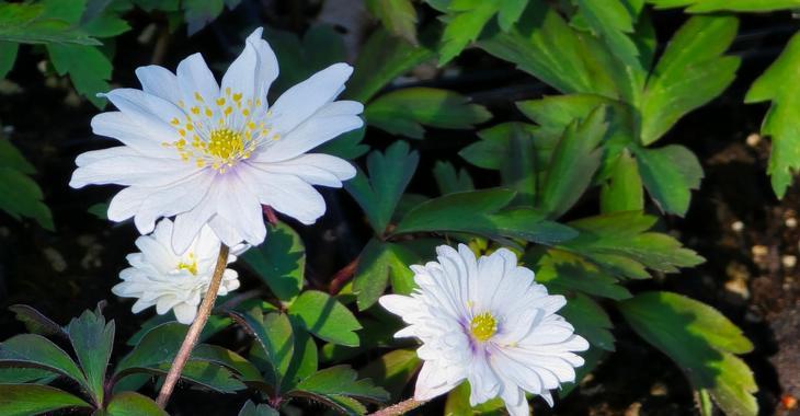 Anemone nemorosa 'Blue Eyes'