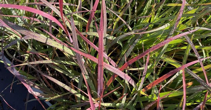 Andropogon gerardii 'Blackhawks' PBR