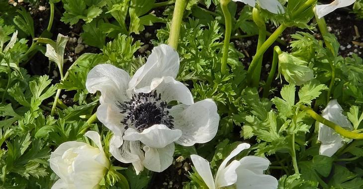 Anemone coronaria 'Bride'