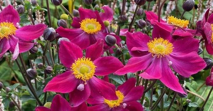 Anemone hupehensis ARIEL® (='ifanfa' PBR)