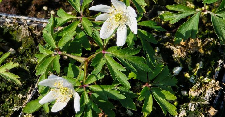 Anemone nemorosa 'Hilda'