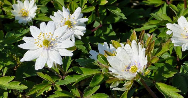 Anemone nemorosa 'Monstrosa'