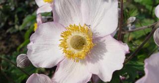 Anemone hybrida (x) 'Richard Ahrens'