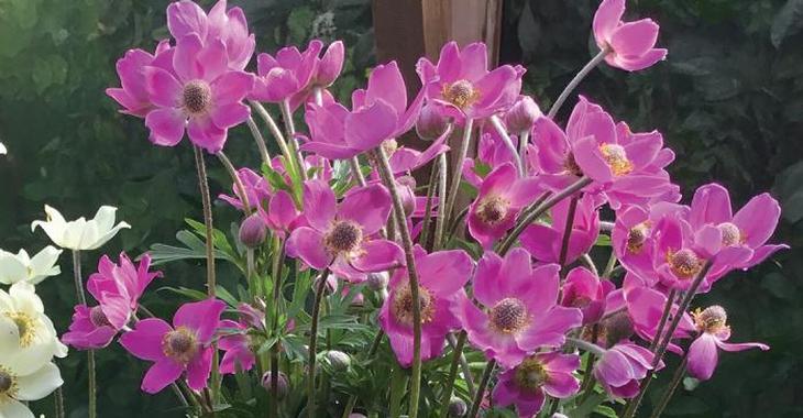 Anemone 'Spring Beauty Pink' PBR