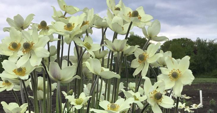 Anemone SPRING BEAUTY WHITE (='ANLE078' PBR)
