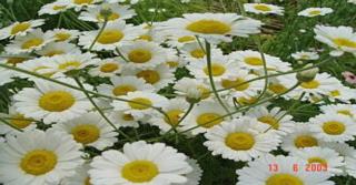 Anthemis hybrida (x) 'Wargrave'