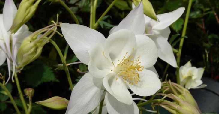 Aquilegia 'Silver Queen'