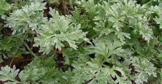 Artemisia absinthium (ALSEM)