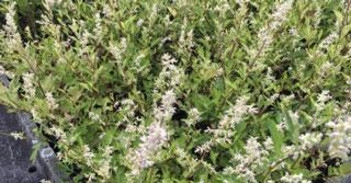 Artemisia lactiflora 'Weisse Dame'