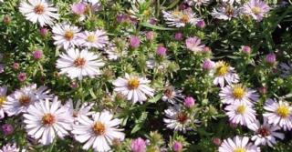 Aster x amethystinus 'Kylie'