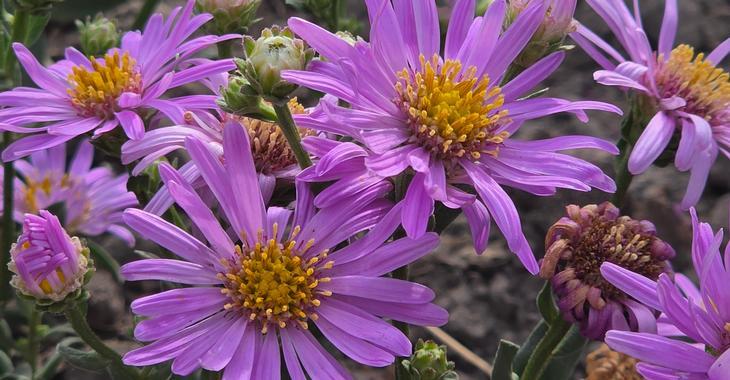 Aster amellus 'Lady Hindlip'