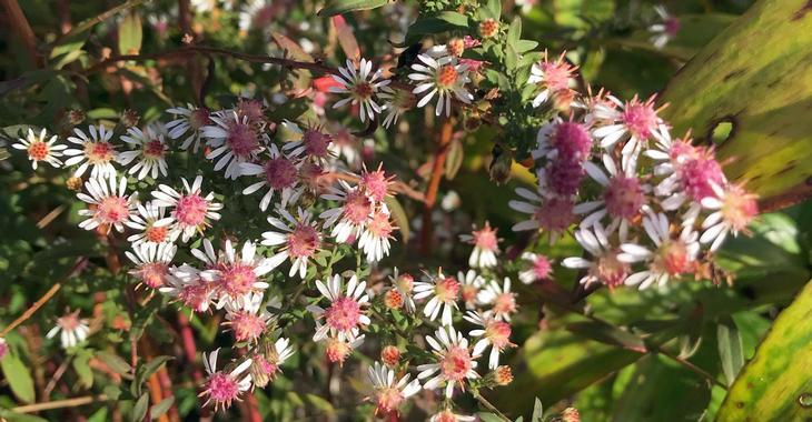 Aster lateriflorus 'Lady in Black'