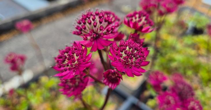Astrantia major 'Purple Happiness'