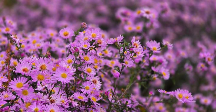 Aster JS® 'She Said'