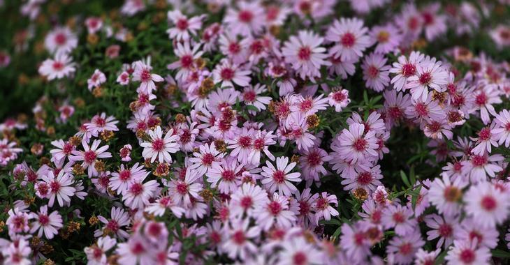 Aster 'Small-Ness'