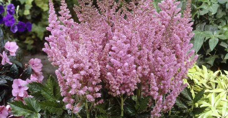 Astilbe chinensis 'Vision in Pink' PBR