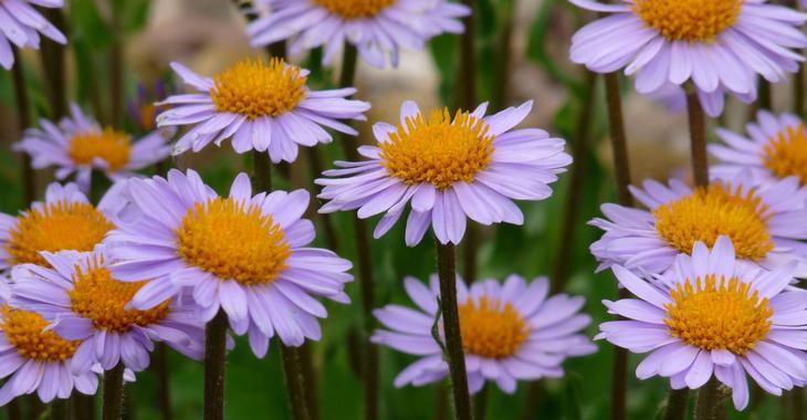 Aster tongolensis 'Wartburgstern'