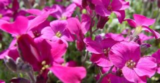 Aubrieta 'Cascade Red'